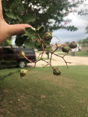 Lagerstroemia indica