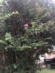 Lagerstroemia indica