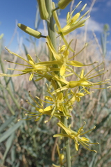 Stanleya pinnata pinnata