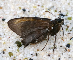 Thorybes dorantes galapagensis