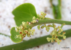 Cryptocarpus pyriformis