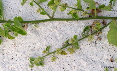 Cryptocarpus pyriformis