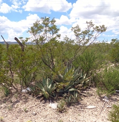 Agave asperrima zarcensis