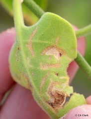 Cryptocarpus pyriformis