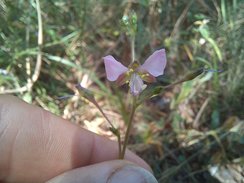 Aneilema plagiocapsa