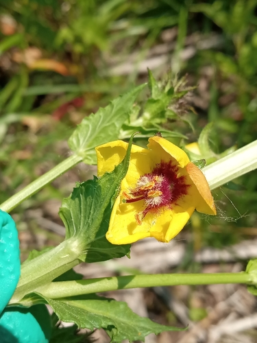 Moth mullein (Verbascum blattaria)