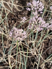 Allium oliganthum