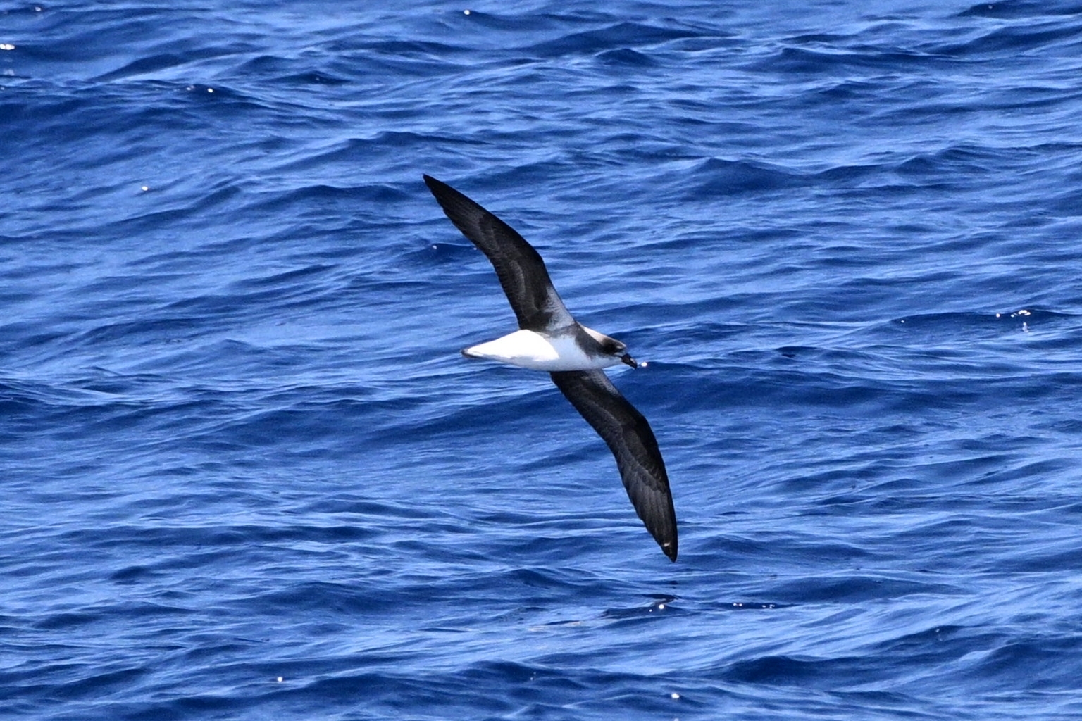 Desertas Petrel (Pterodroma deserta), photo 1