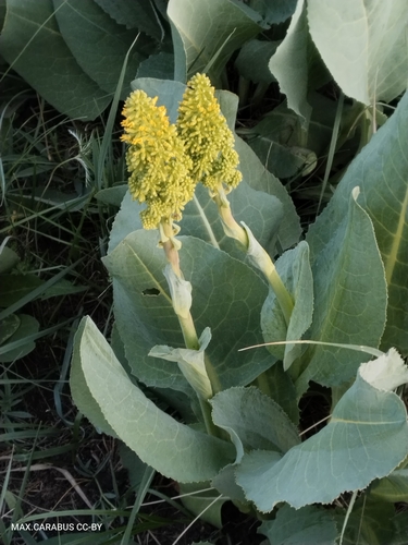 Bigleaf ligularia (Ligularia macrophylla)