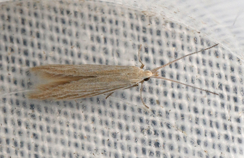 Coleophora acutiphaga