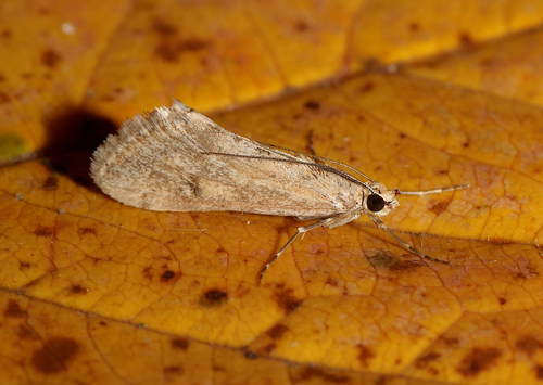 Cornifrons ulceratalis