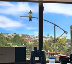 Hemiphaga novaeseelandiae