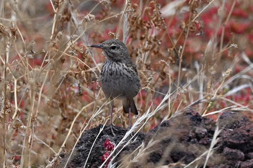 Bisbita caminero (Anthus berthelotii)