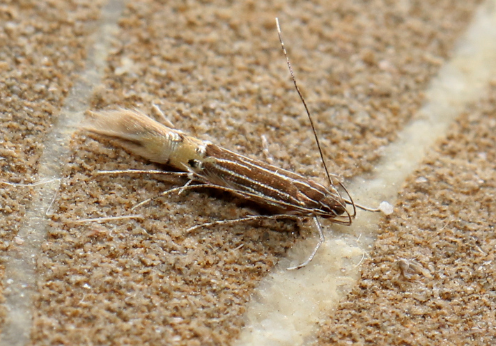 Cosmopterix pararufella