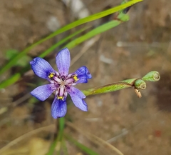 Moraea lugubris