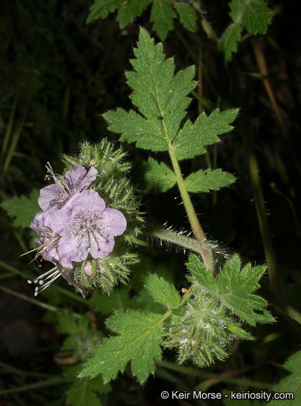 Phacelia cicutaria var. hispida