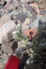 Johnstonella