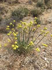 Eriogonum nudum westonii