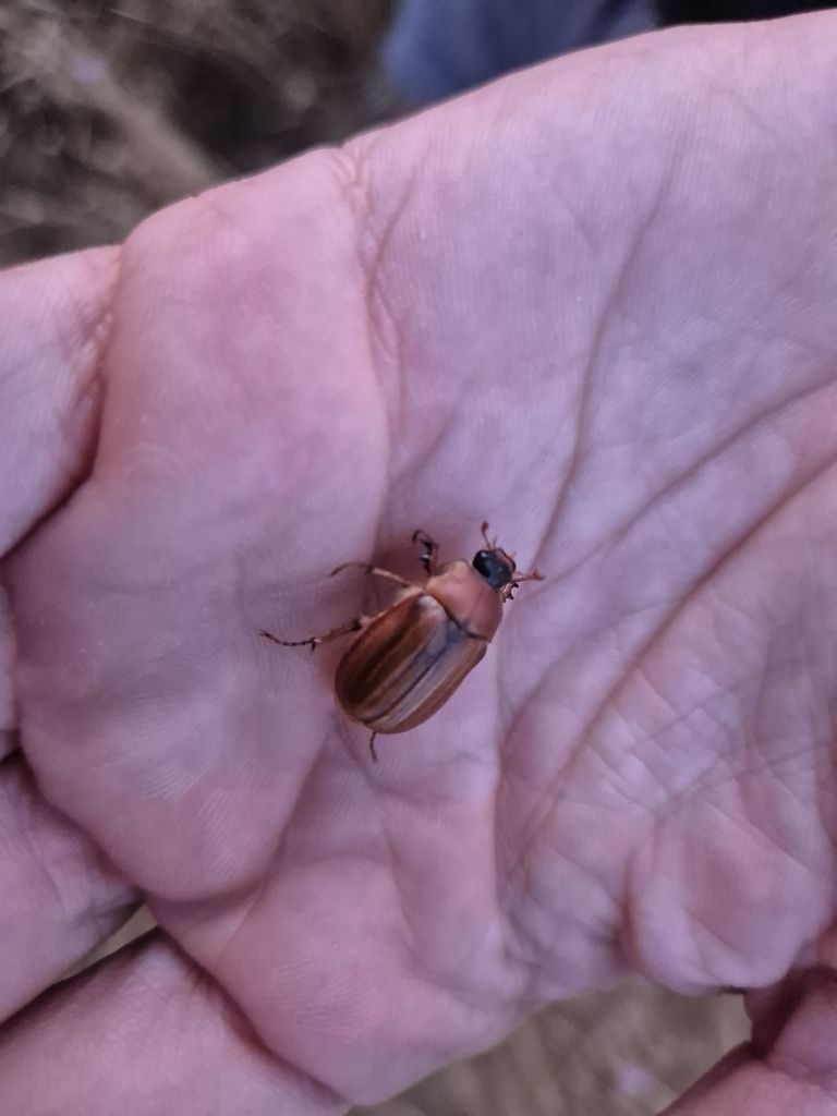 Amphimallon gianfranceschii