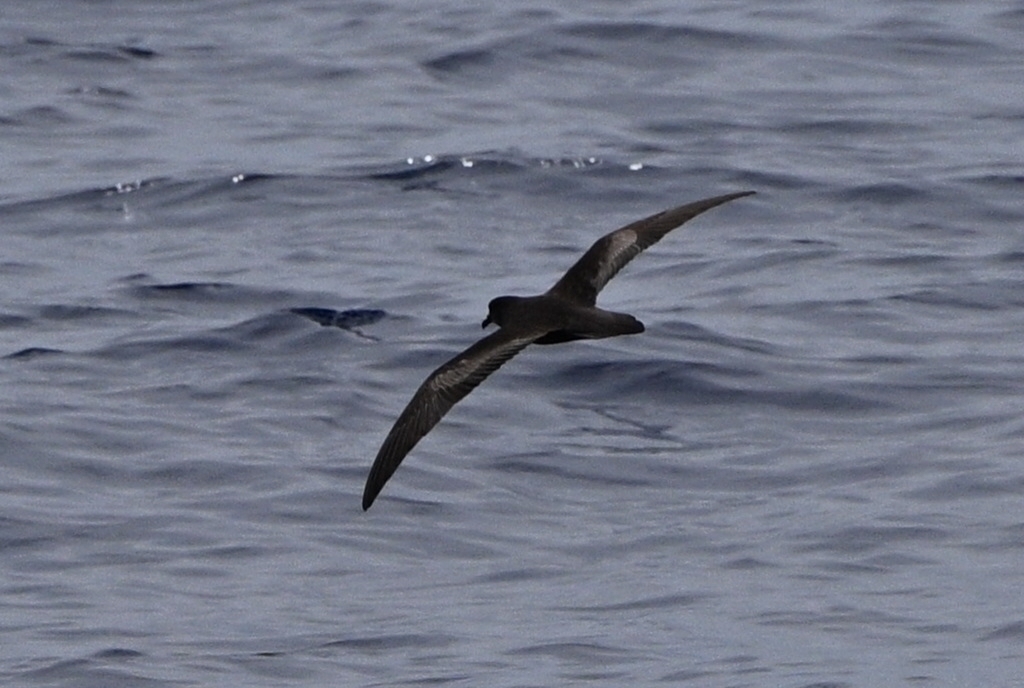 Bulwer's petrel gliding over open sea off Portugal