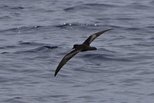 Petrel de Bulwer (Bulweria bulwerii)