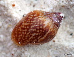 Columbella fuscata