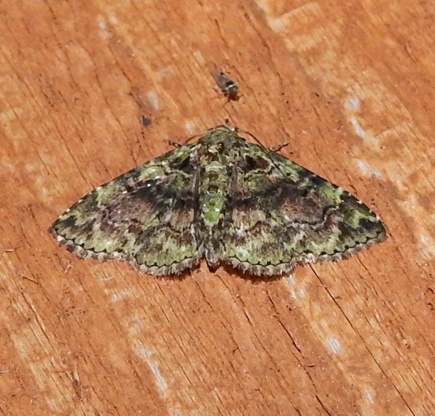 Metalectra geminicincta
