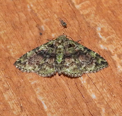 Metalectra geminicincta