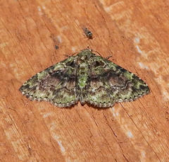 Metalectra geminicincta