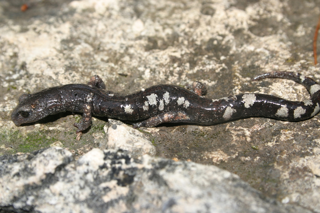 Galeana False Brook Salamander