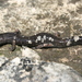 Galeana False Brook Salamander - Photo (c) Michael Price, some rights reserved (CC BY-NC-ND), uploaded by Michael Price