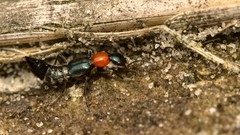 Paederidus ruficollis