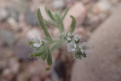 Johnstonella