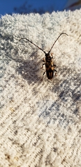Martinsellus signatus