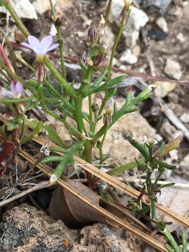 Image of Gilia aliquanta by (c) Matt Berger, some rights reserved (CC BY)