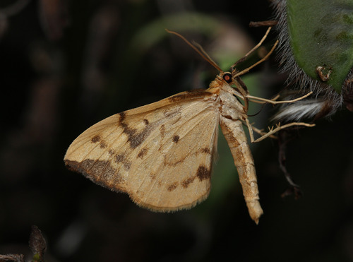 Lipikinis Juostasprindis nuotrauka