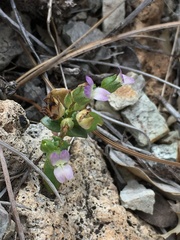Collinsia callosa