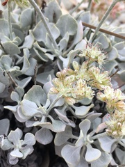 Eriogonum saxatile