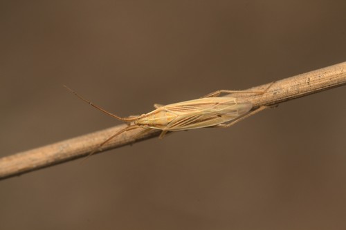 Grass bug photo 4