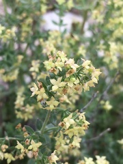 Galium stellatum
