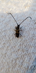 Martinsellus signatus