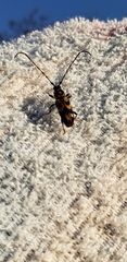 Martinsellus signatus