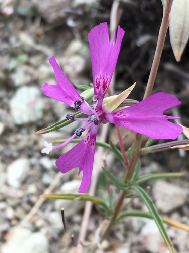 Gunsight clarkia (Clarkia xantiana)