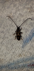 Martinsellus signatus