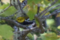 Setophaga virens image