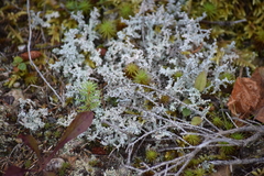 Stereocaulon saxatile