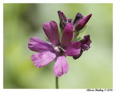 Sidalcea ranunculacea