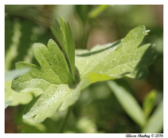 Sidalcea ranunculacea