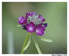 Sidalcea ranunculacea