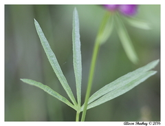 Sidalcea ranunculacea